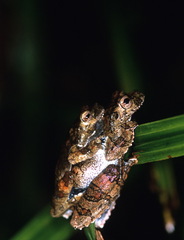 Dendropsophus melanargyreus
