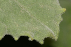 Brassica villosa tineoi