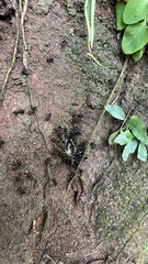 Polyrhachis lamellidens