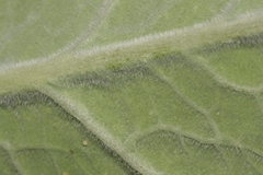 Brassica villosa tineoi