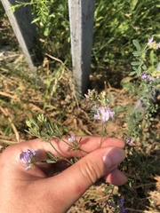 Medicago