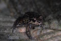 Leptodactylus myersi