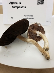 Agaricus andrewii