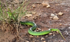 Trimeresurus guoi