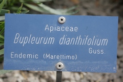 Bupleurum dianthifolium