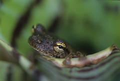 Osteocephalus oophagus