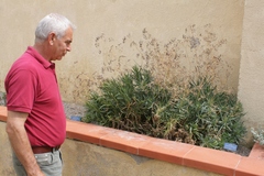 Bupleurum dianthifolium