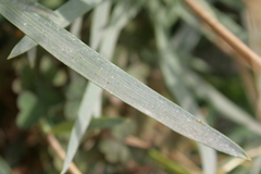 Bupleurum dianthifolium