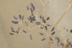 Bupleurum dianthifolium
