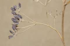 Bupleurum dianthifolium