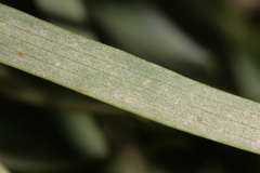 Bupleurum dianthifolium