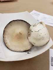 Agaricus andrewii
