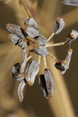 Bupleurum dianthifolium