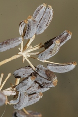 Bupleurum dianthifolium