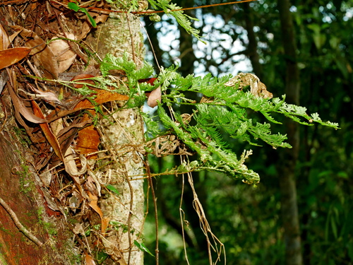 Selaginella involvens iNat (1)
