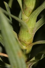 Bupleurum dianthifolium