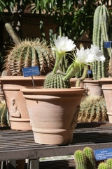 Echinopsis mamillosa