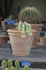 Echinopsis mamillosa