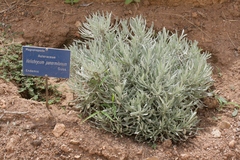 Helichrysum panormitanum