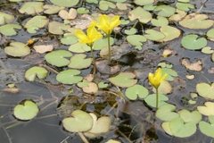 Nymphoides peltata