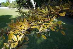 Terminalia bentzoe