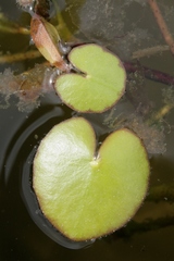 Nymphoides peltata