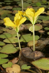 Nymphoides peltata