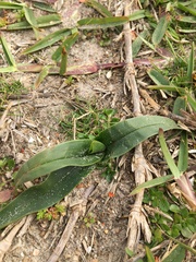 Colchicum eucomoides