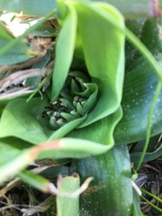 Colchicum eucomoides
