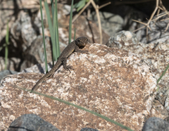 Quedenfeldtia trachyblepharus