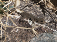 Quedenfeldtia trachyblepharus