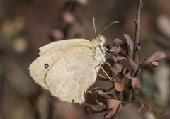 Coenonympha pamphilus lyllus