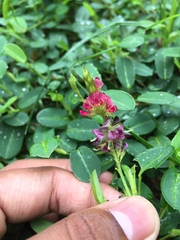 Alysicarpus monilifer