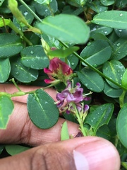 Alysicarpus monilifer