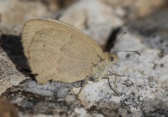 Coenonympha pamphilus lyllus