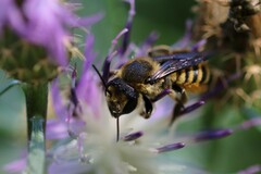 Megachile melanopyga