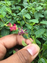 Alysicarpus monilifer