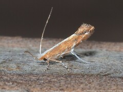 Cameraria quercivorella