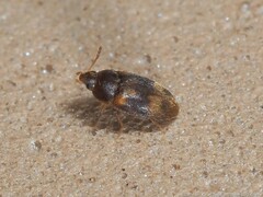 Litargus balteatus