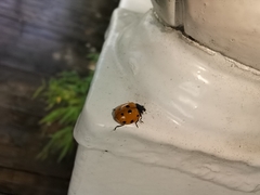 Coccinellini