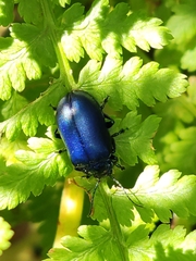 Oreina cacaliae