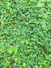 Alysicarpus monilifer