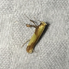 Caloptilia superbifrontella