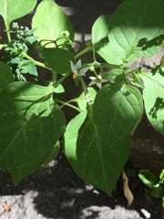 Solanum nigrum