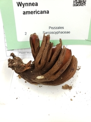 Wynnea americana