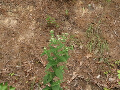 Eupatorium × truncatum