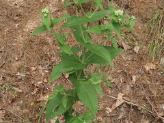 Eupatorium × truncatum