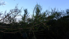 Acacia lineolata lineolata