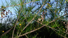 Acacia lineolata lineolata