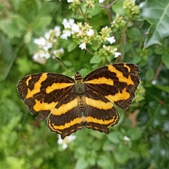 Symbrenthia niphanda